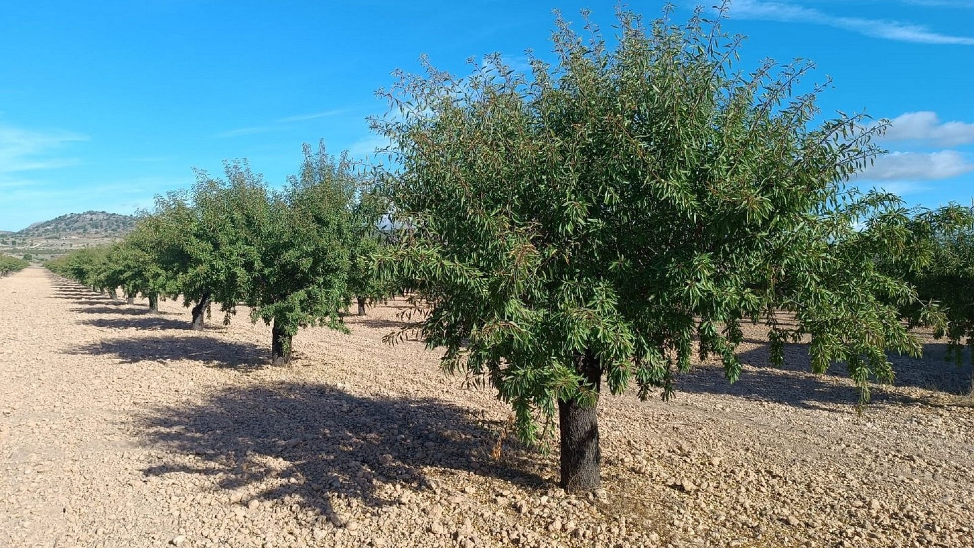 Sprzedaż - Działka Grunt -
Yecla