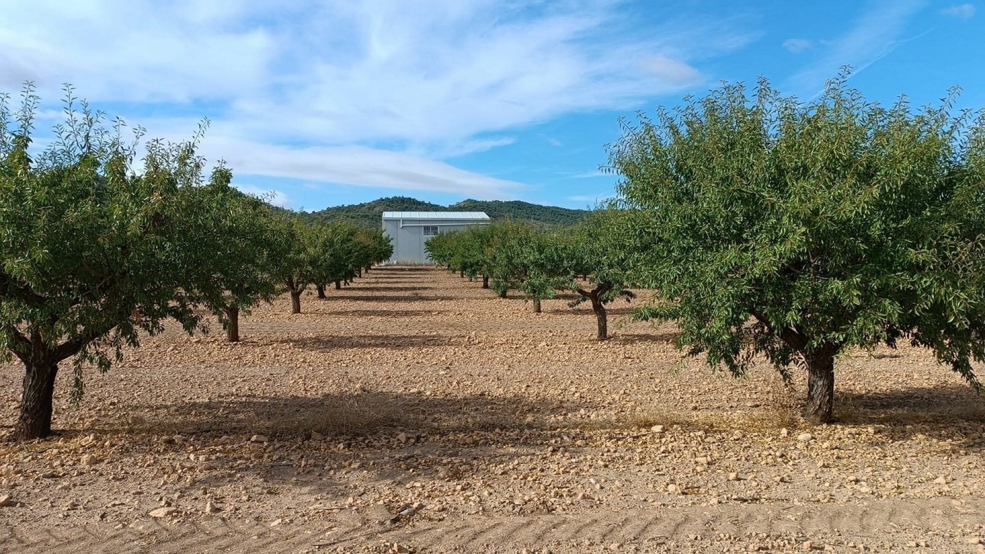 Sprzedaż - Działka Grunt -
Yecla