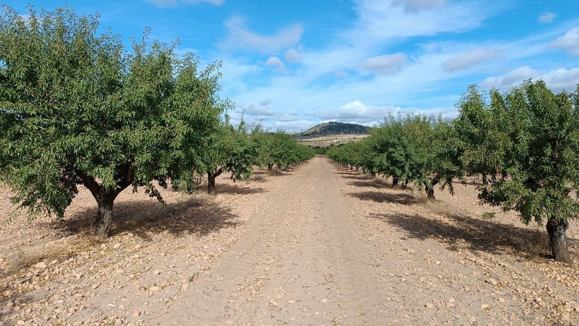 Sprzedaż - Działka Grunt -
Yecla
