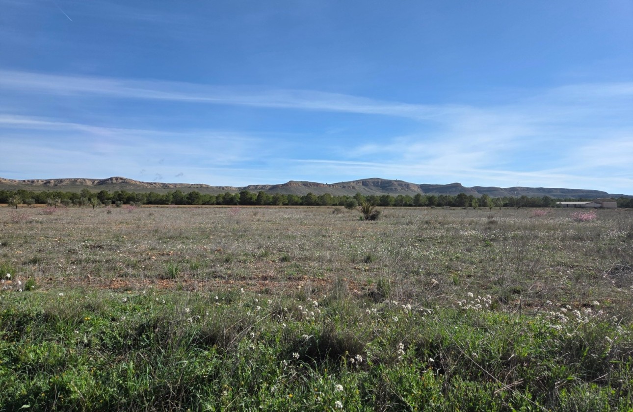 Sprzedaż - Działka / Grunt -
Yecla