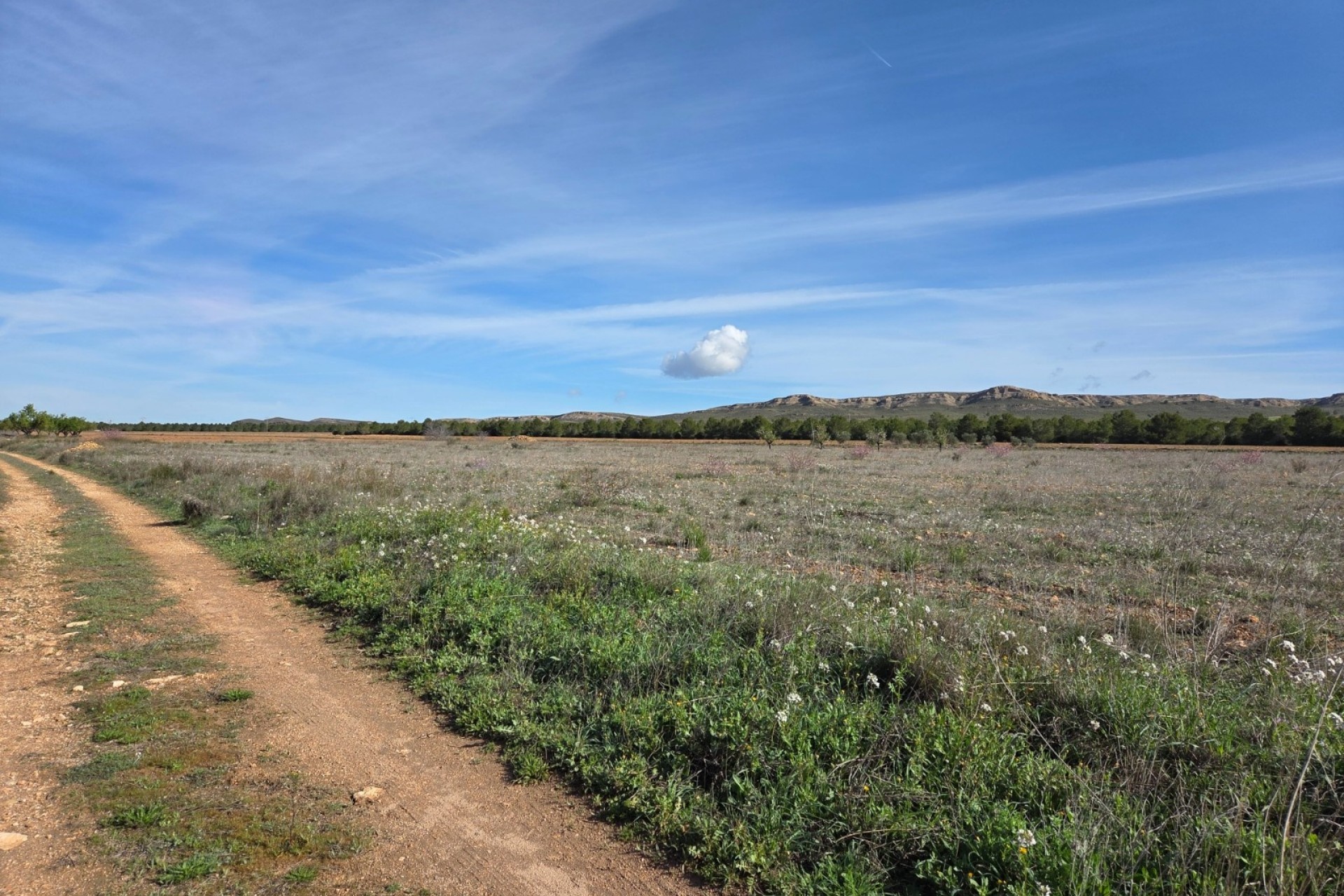 Sprzedaż - Działka / Grunt -
Yecla