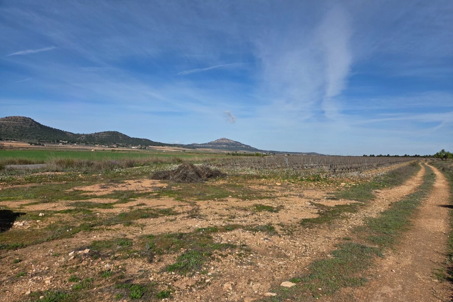 Sprzedaż - Działka / Grunt -
Yecla