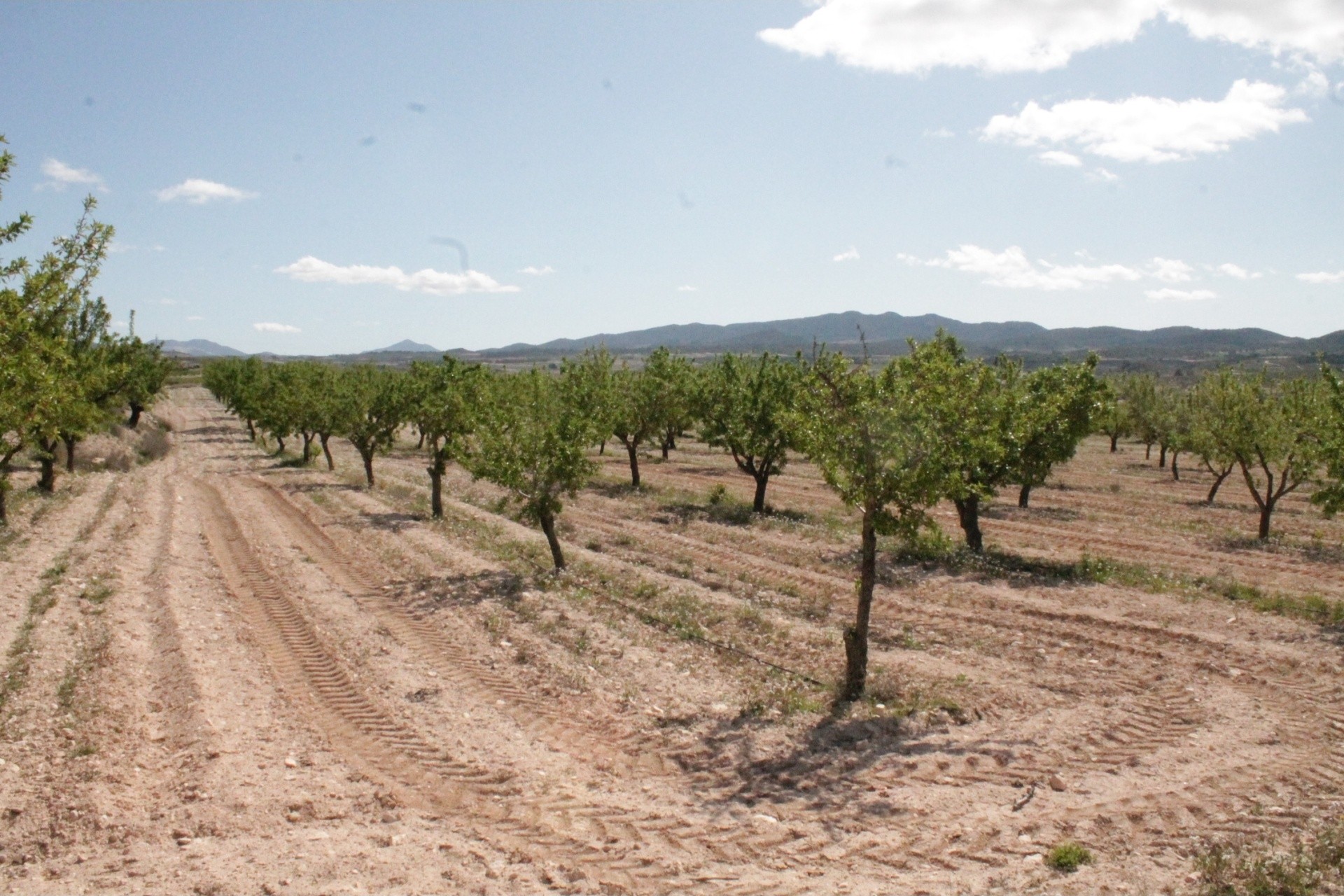 Sprzedaż - Finca / Dom wiejski -
Cañada del Trigo - Canada del Trigo Murcia