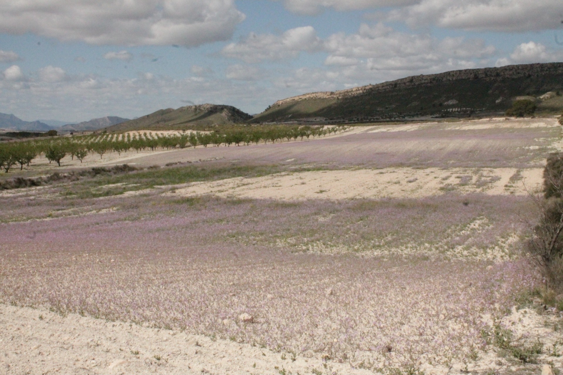 Sprzedaż - Finca / Dom wiejski -
Cañada del Trigo - Canada del Trigo Murcia