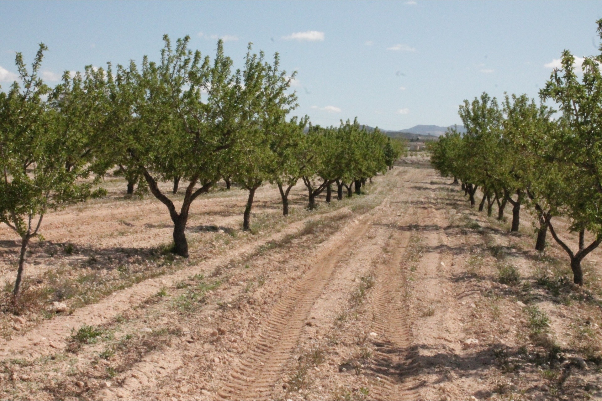 Sprzedaż - Finca / Dom wiejski -
Cañada del Trigo - Canada del Trigo Murcia