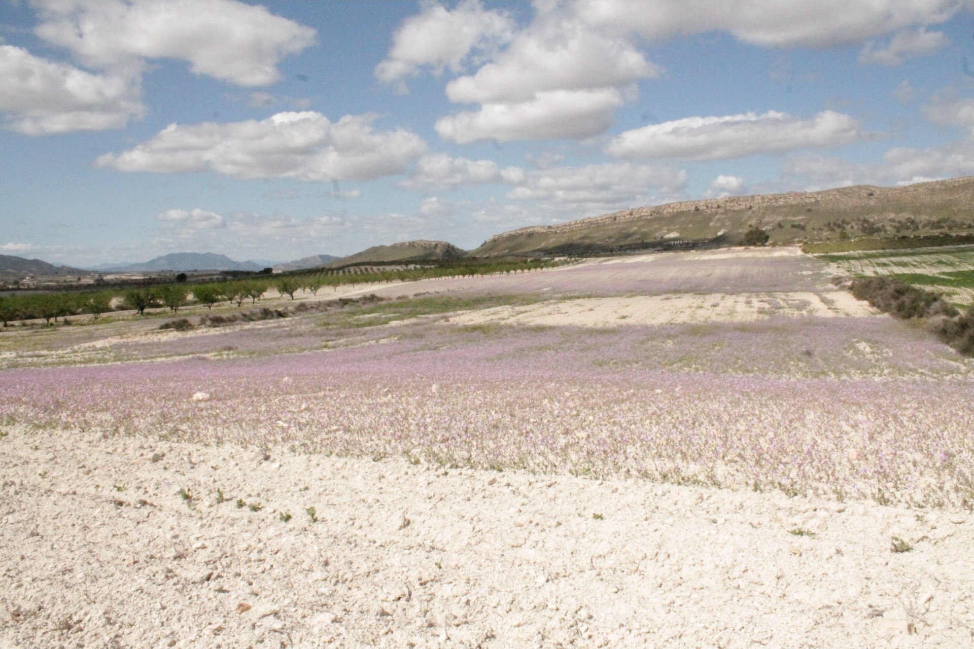 Sprzedaż - Finca / Dom wiejski -
Cañada del Trigo