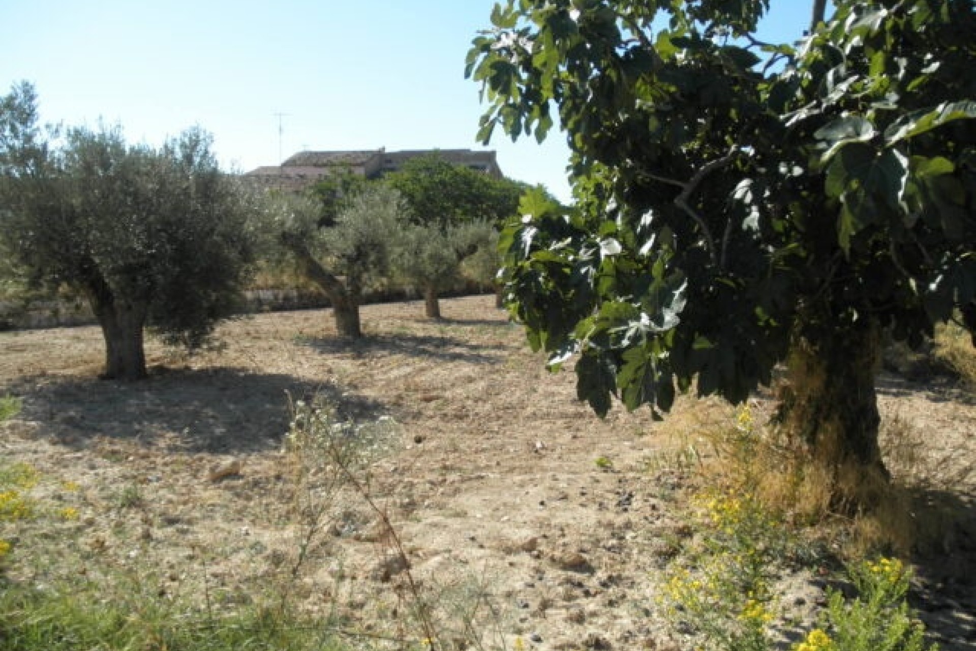 Sprzedaż - Finca / Dom wiejski -
La Romana