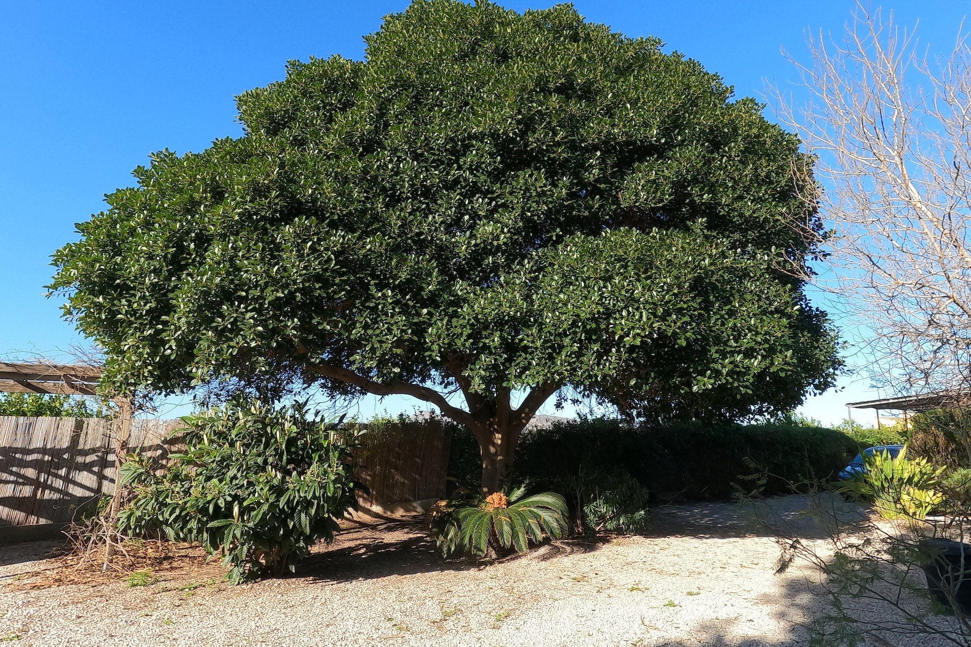 Sprzedaż - Finca / Dom wiejski -
Orihuela