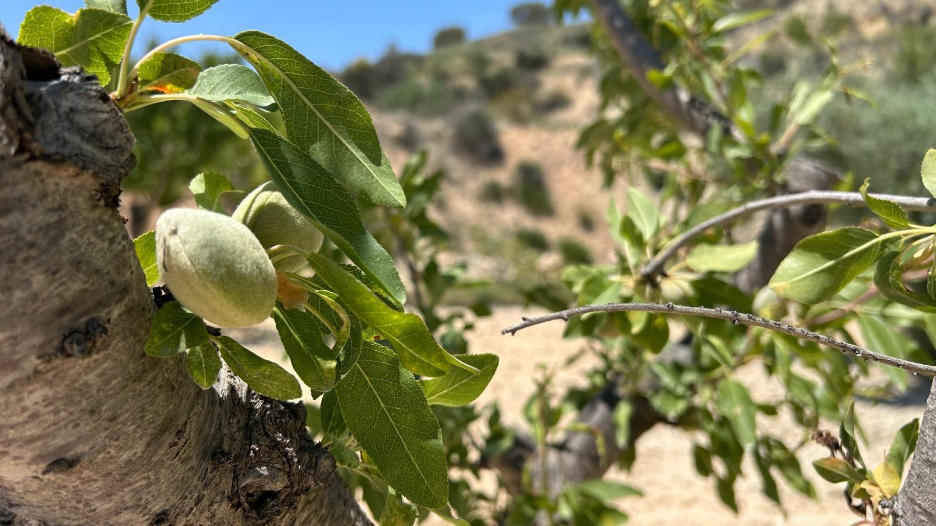 Sprzedaż - Finca nieruchomość wiejska -
Abanilla - ABANILLA