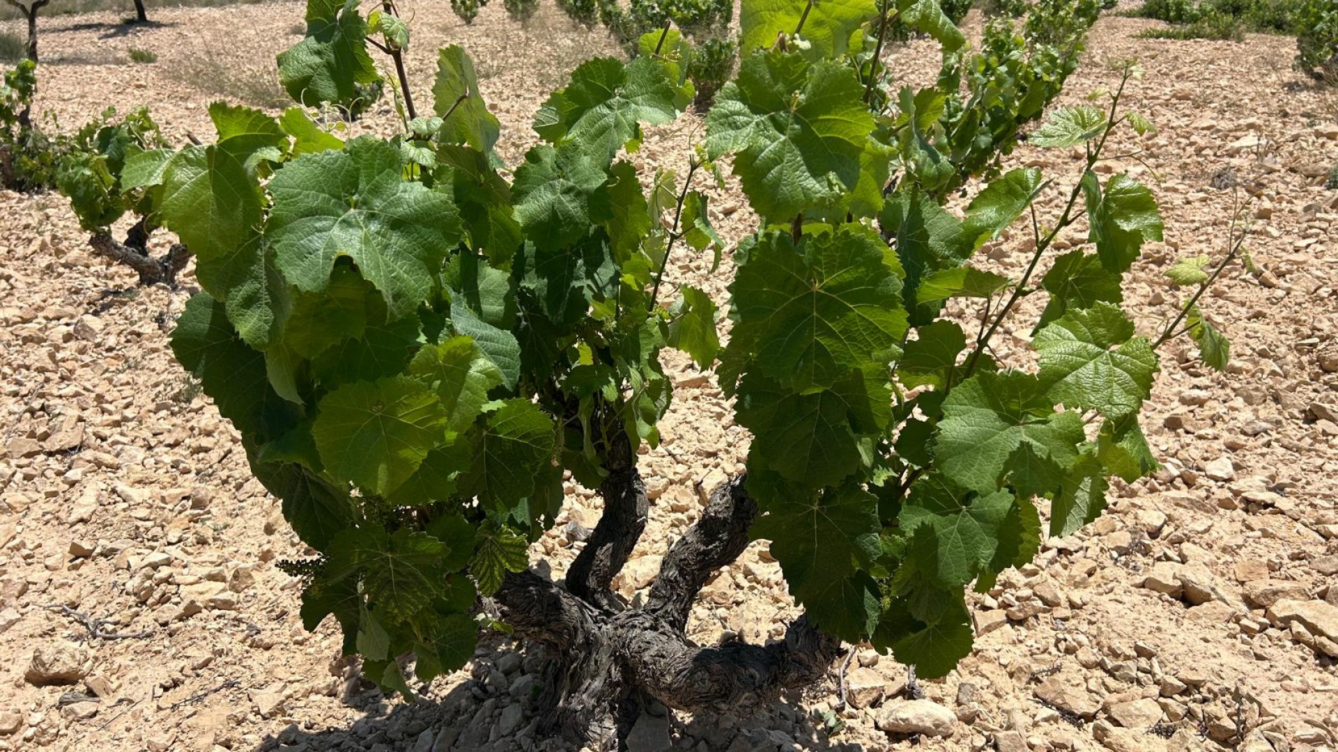 Sprzedaż - Finca nieruchomość wiejska -
Abanilla - ABANILLA