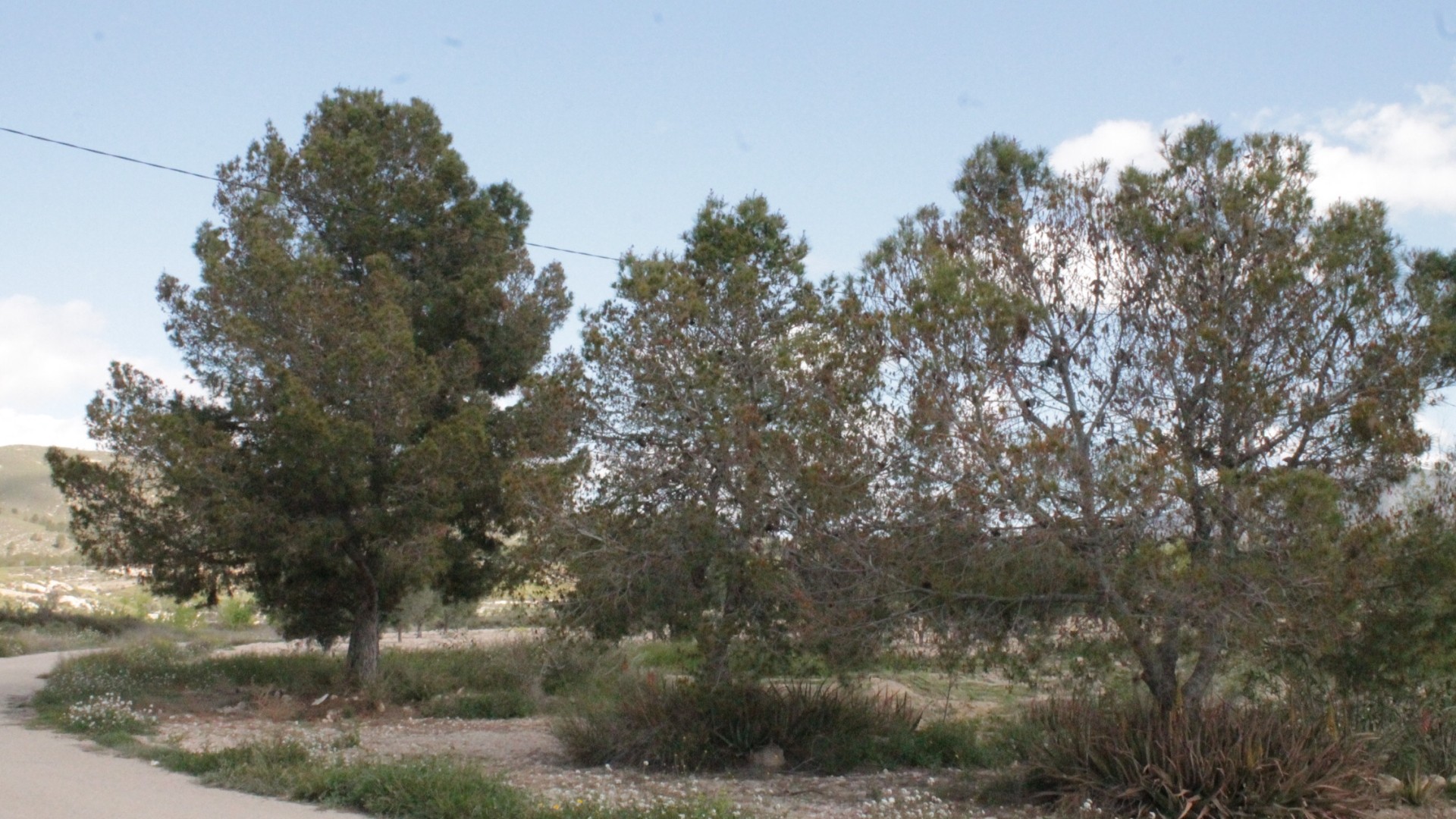 Sprzedaż - Finca nieruchomość wiejska -
Cañada del Trigo - Canada del Trigo Murcia