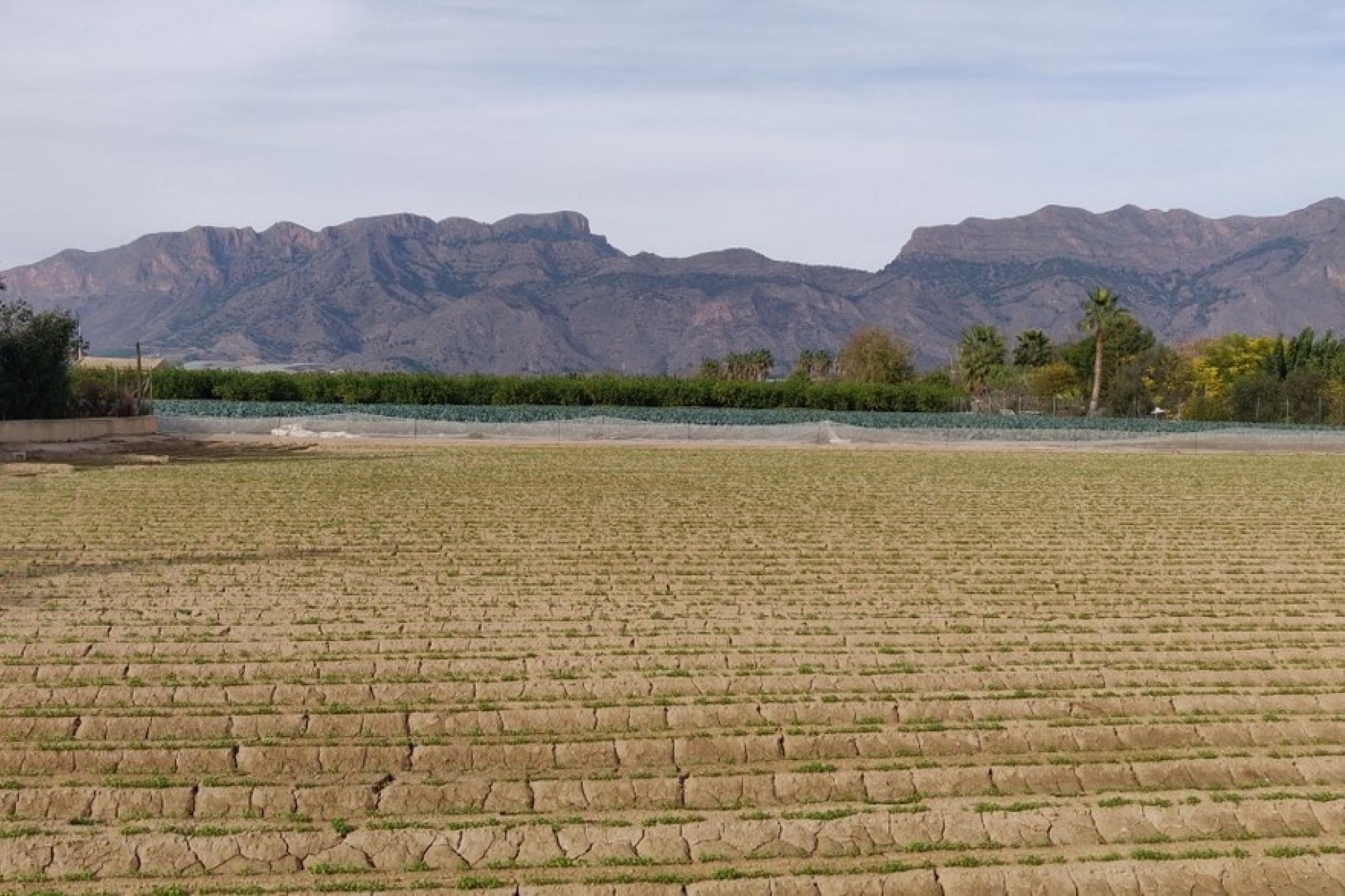 Sprzedaż - Finca nieruchomość wiejska -
Orihuela