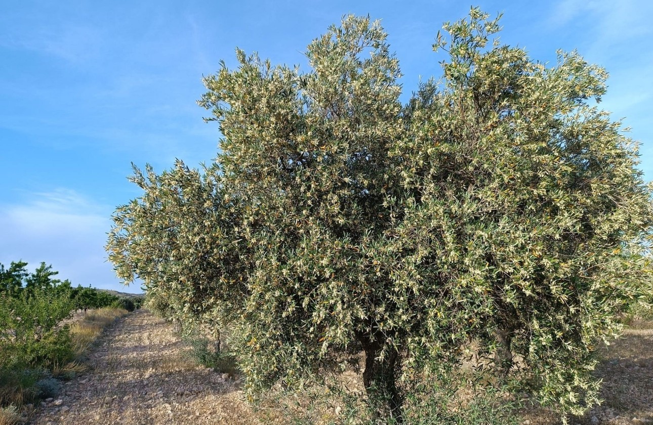 Sprzedaż - Finca nieruchomość wiejska -
Yecla