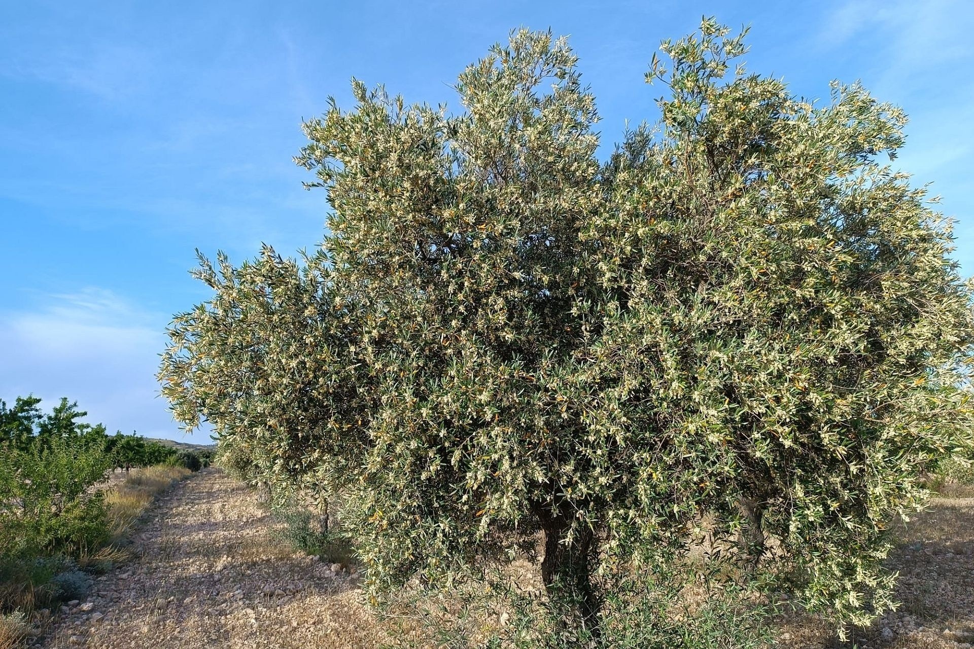 Sprzedaż - Finca nieruchomość wiejska -
Yecla