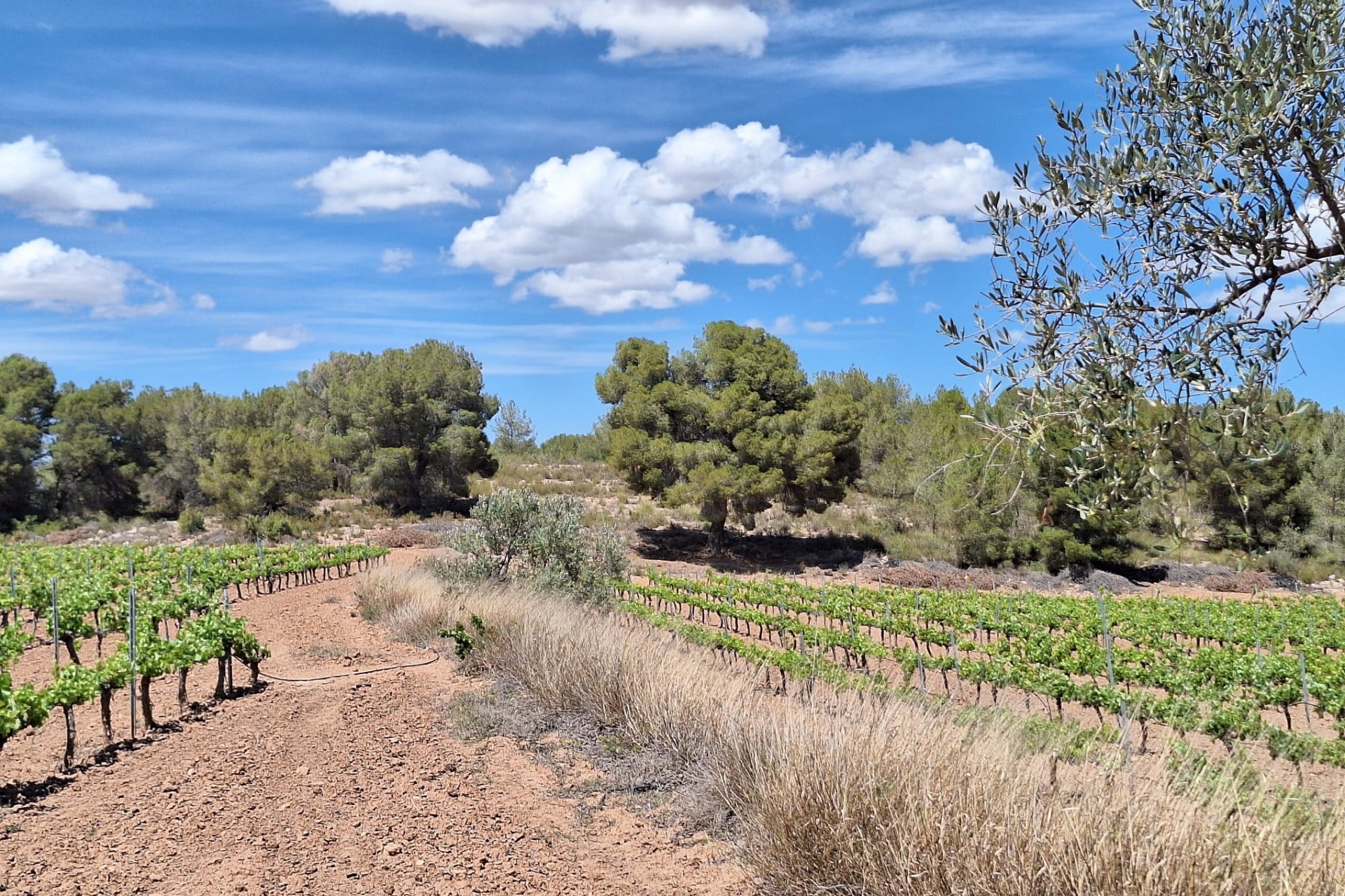 Sprzedaż - Grunt -
Pinoso