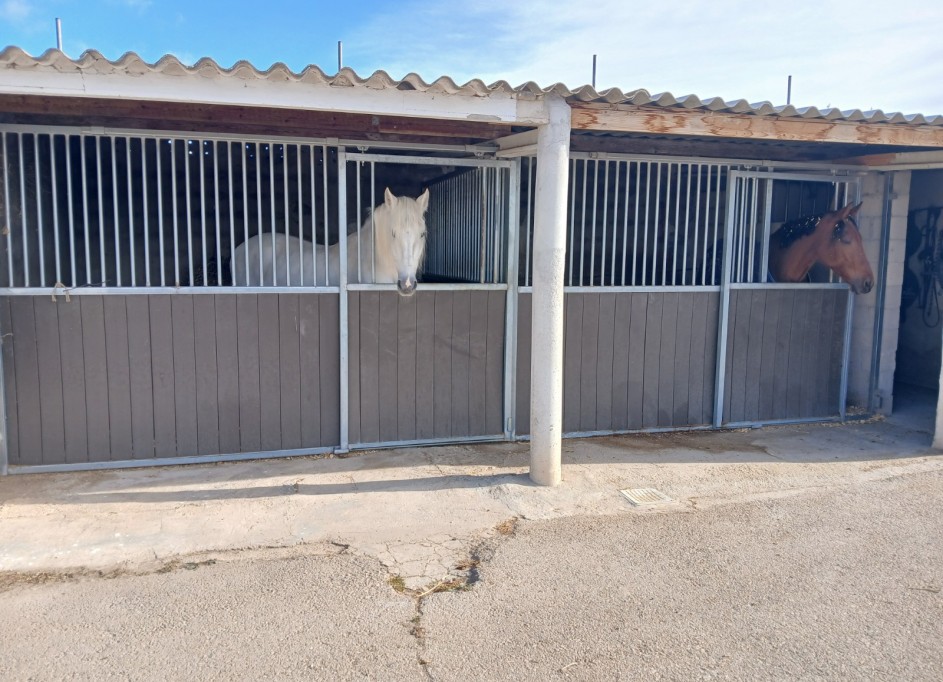 Sprzedaż - Nieruchomość jeździecka -
Monóvar