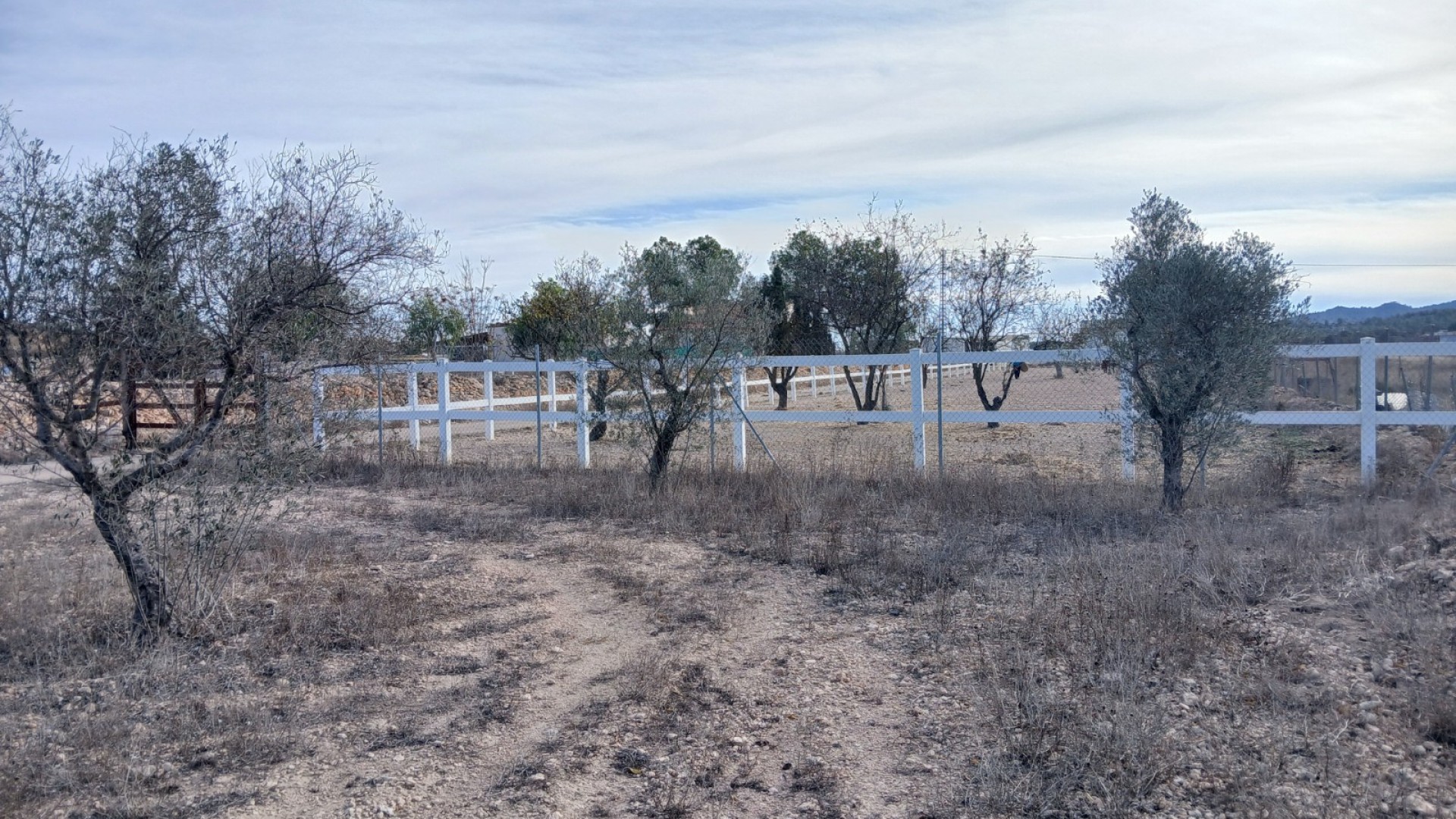 Sprzedaż - Nieruchomość jeździecka -
Monóvar