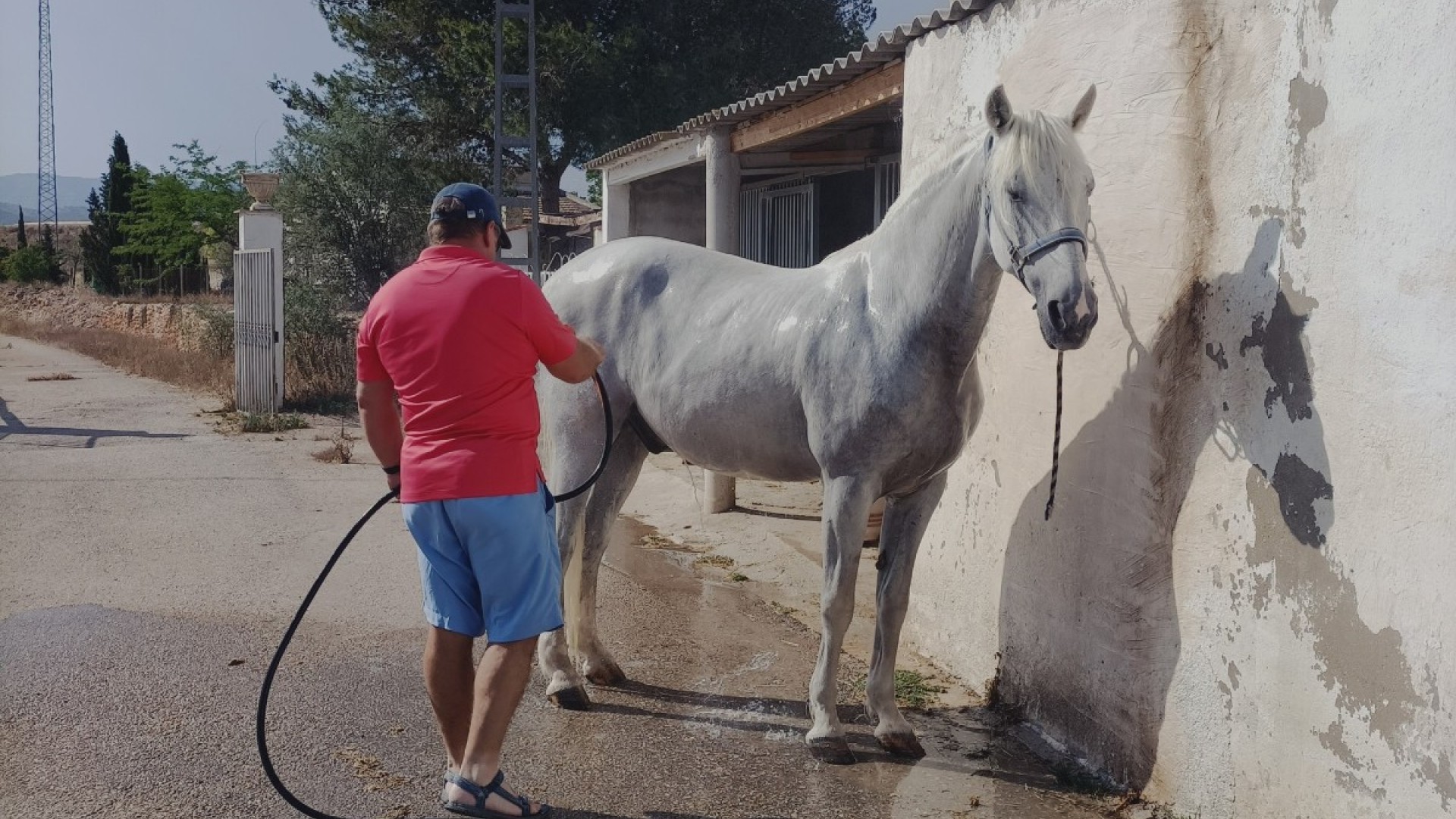 Sprzedaż - Nieruchomość jeździecka -
Monóvar