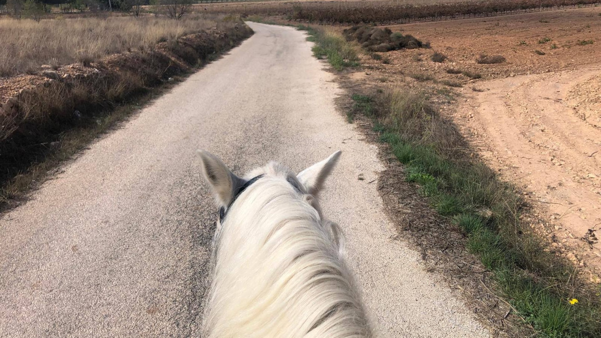 Sprzedaż - Nieruchomość jeździecka -
Monóvar
