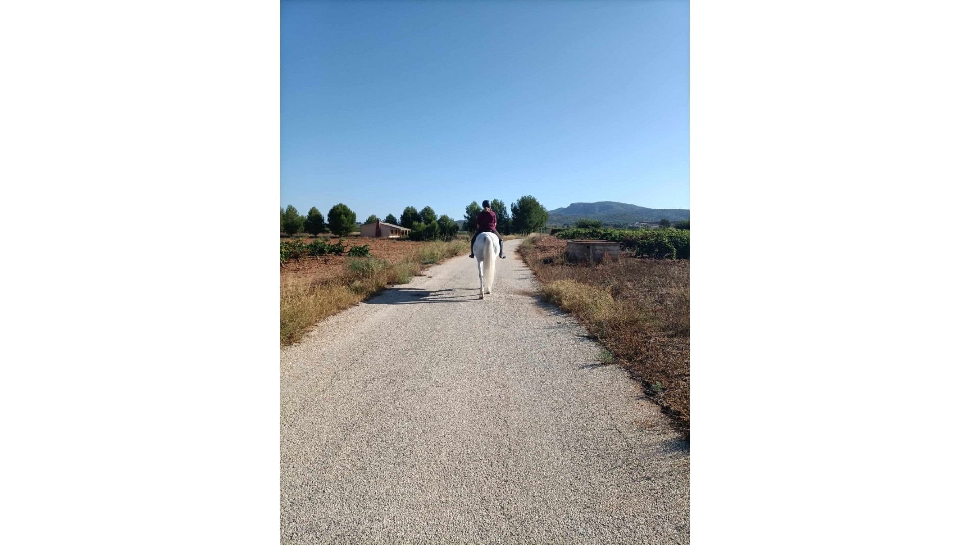 Sprzedaż - Nieruchomość jeździecka -
Monóvar