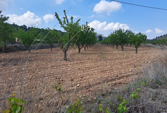  - Sprzedaż - Pinoso - Pinoso