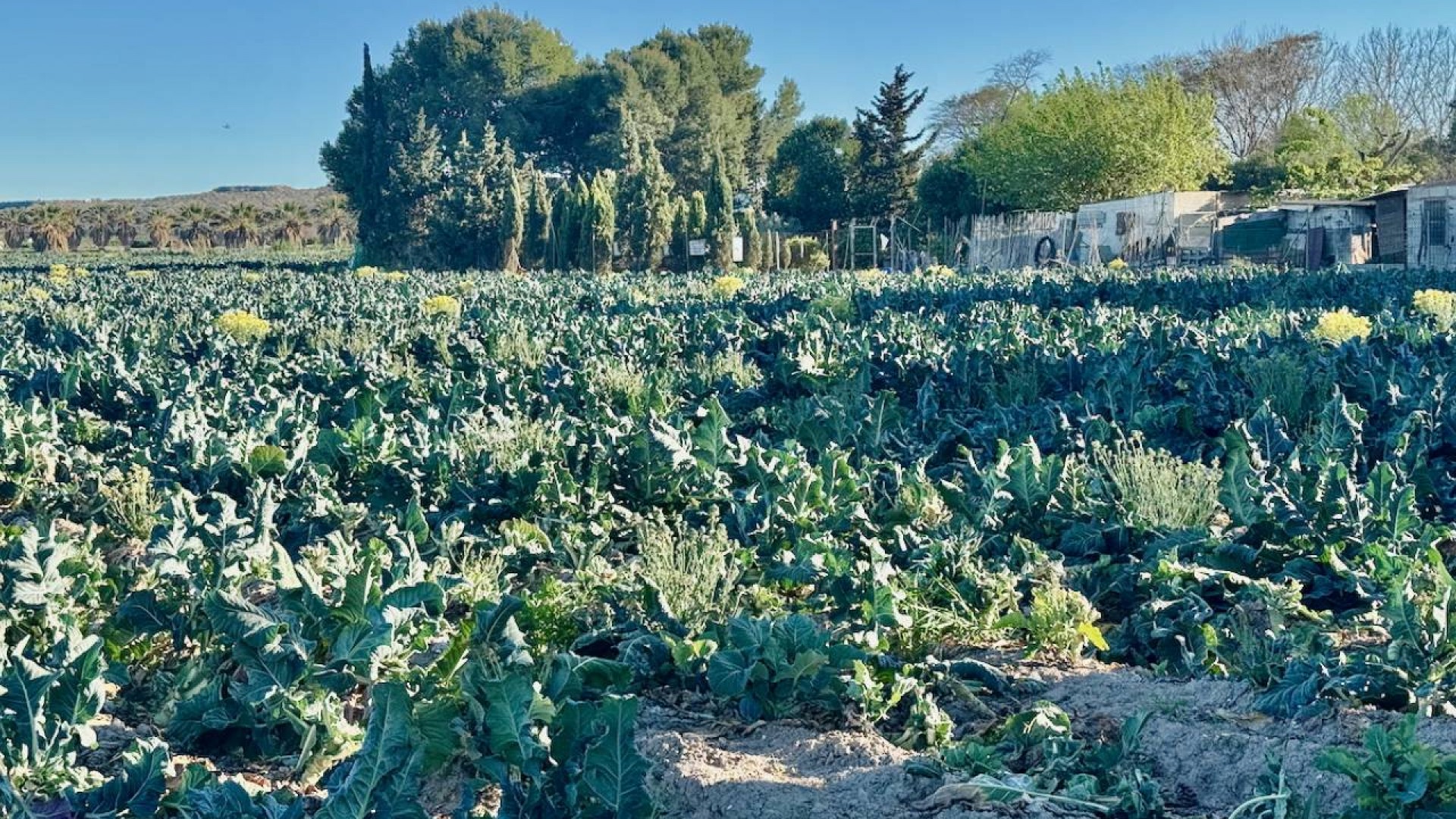 Sprzedaż - Willa wolnostojąca -
Guardamar del Segura