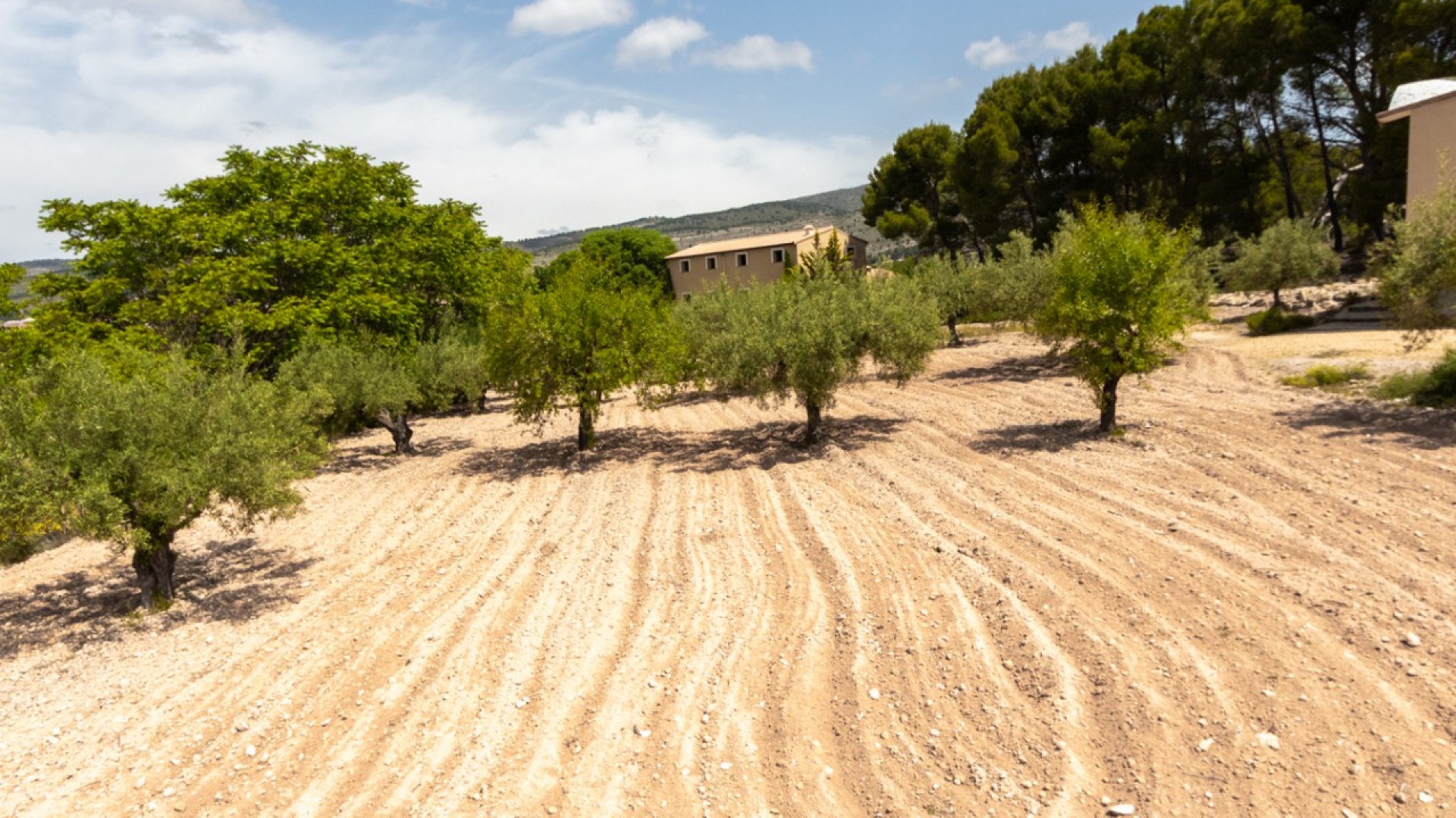 Sprzedaż - Willa wolnostojąca -
Ibi