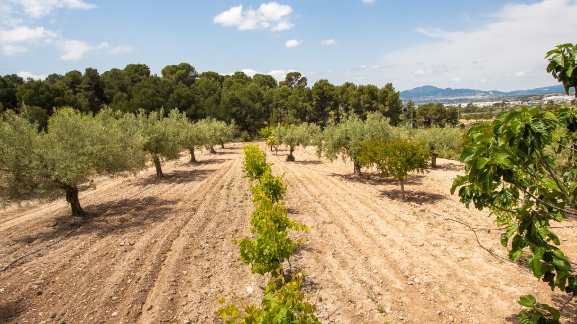 Sprzedaż - Willa wolnostojąca -
Ibi