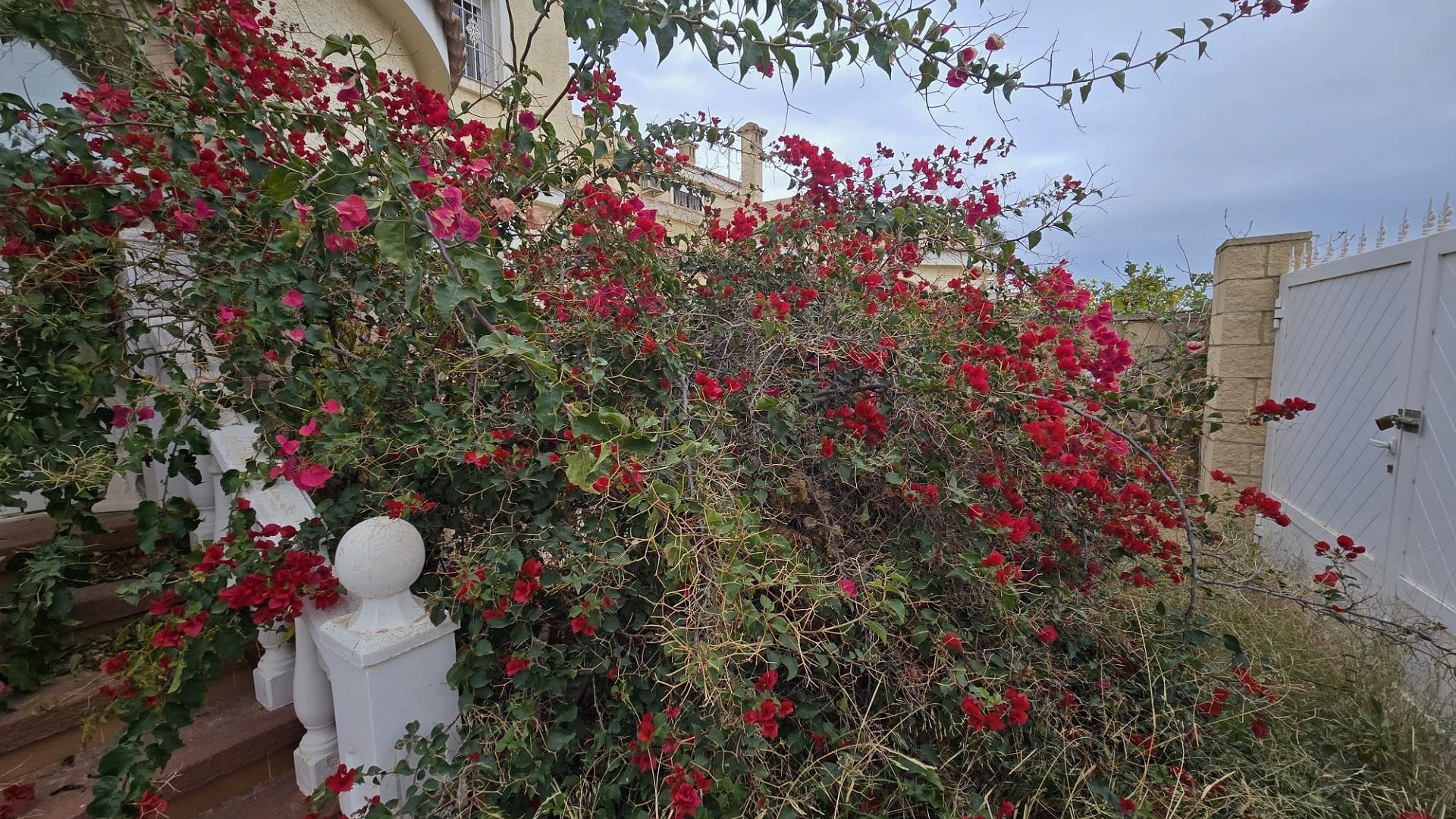 Sprzedaż - Willa wolnostojąca -
Monforte del Cid