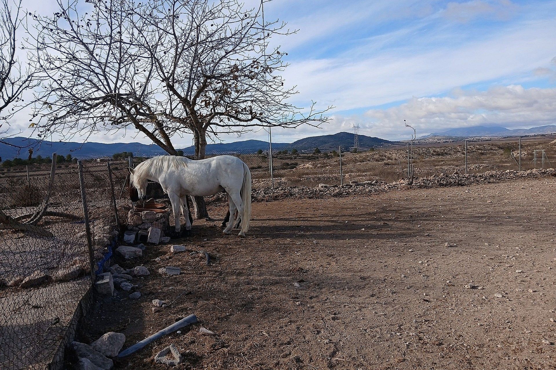 Sprzedaż - Willa wolnostojąca -
Monóvar