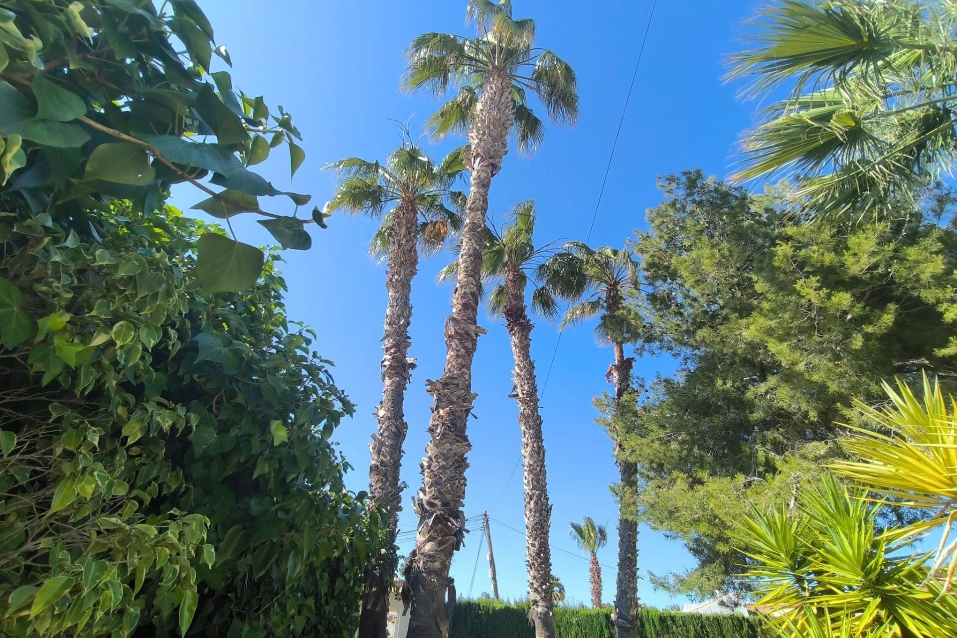Sprzedaż - Willa wolnostojąca -
Torrevieja - La Siesta