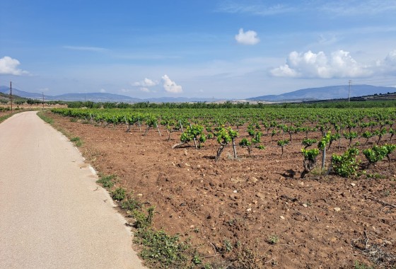 Terreno - Venta - Pinoso - Pinoso