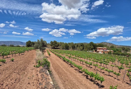 Terreno - Venta - Pinoso - Pinoso