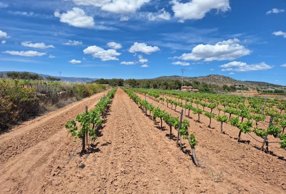 Terreno - Venta - Pinoso - Pinoso