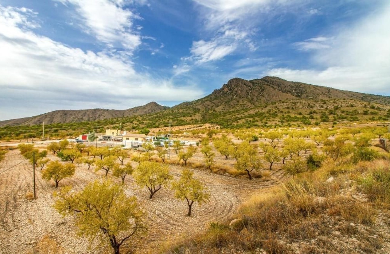Venta - Chalet Independiente -
Jumilla - Inland