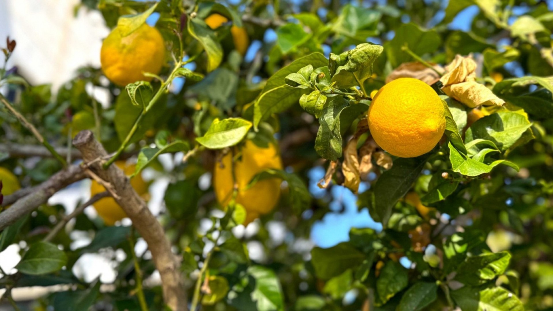 Venta - Chalet Independiente -
Orihuela Costa - Villamartín