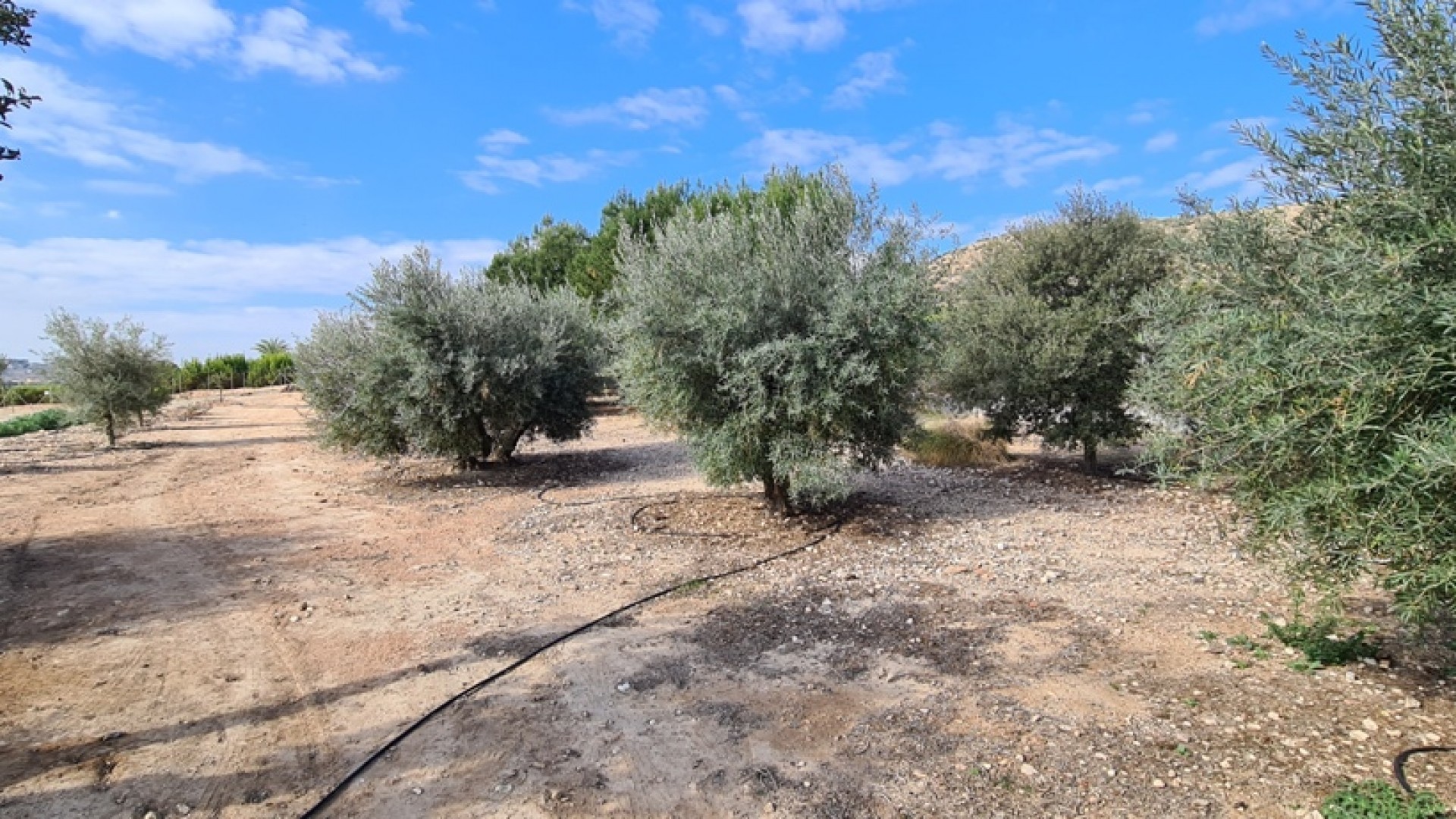 Venta - Chalet Independiente -
Orihuela - La Matanza