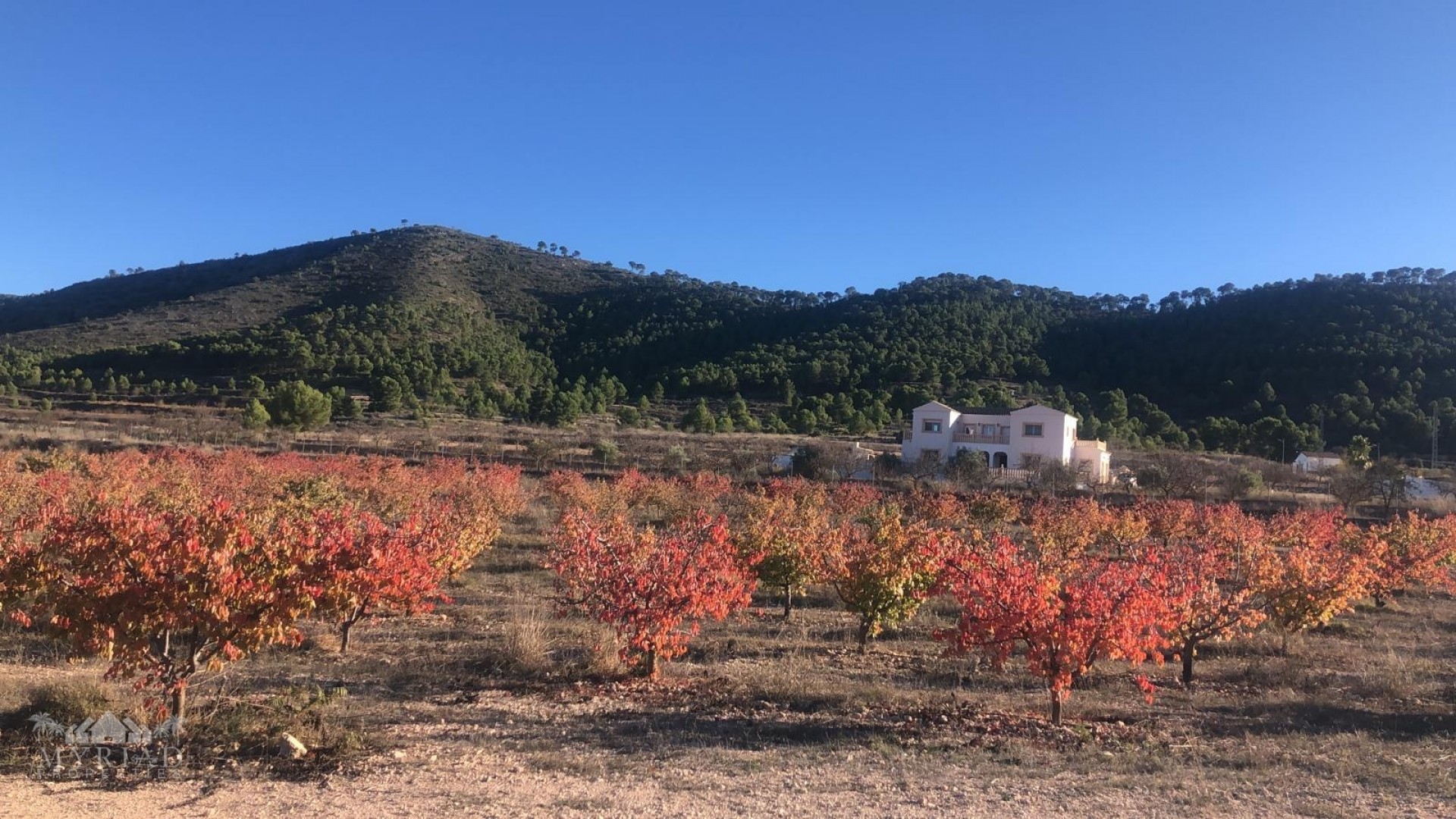 Venta - Chalet Independiente -
Pinoso - Pinoso Alicante