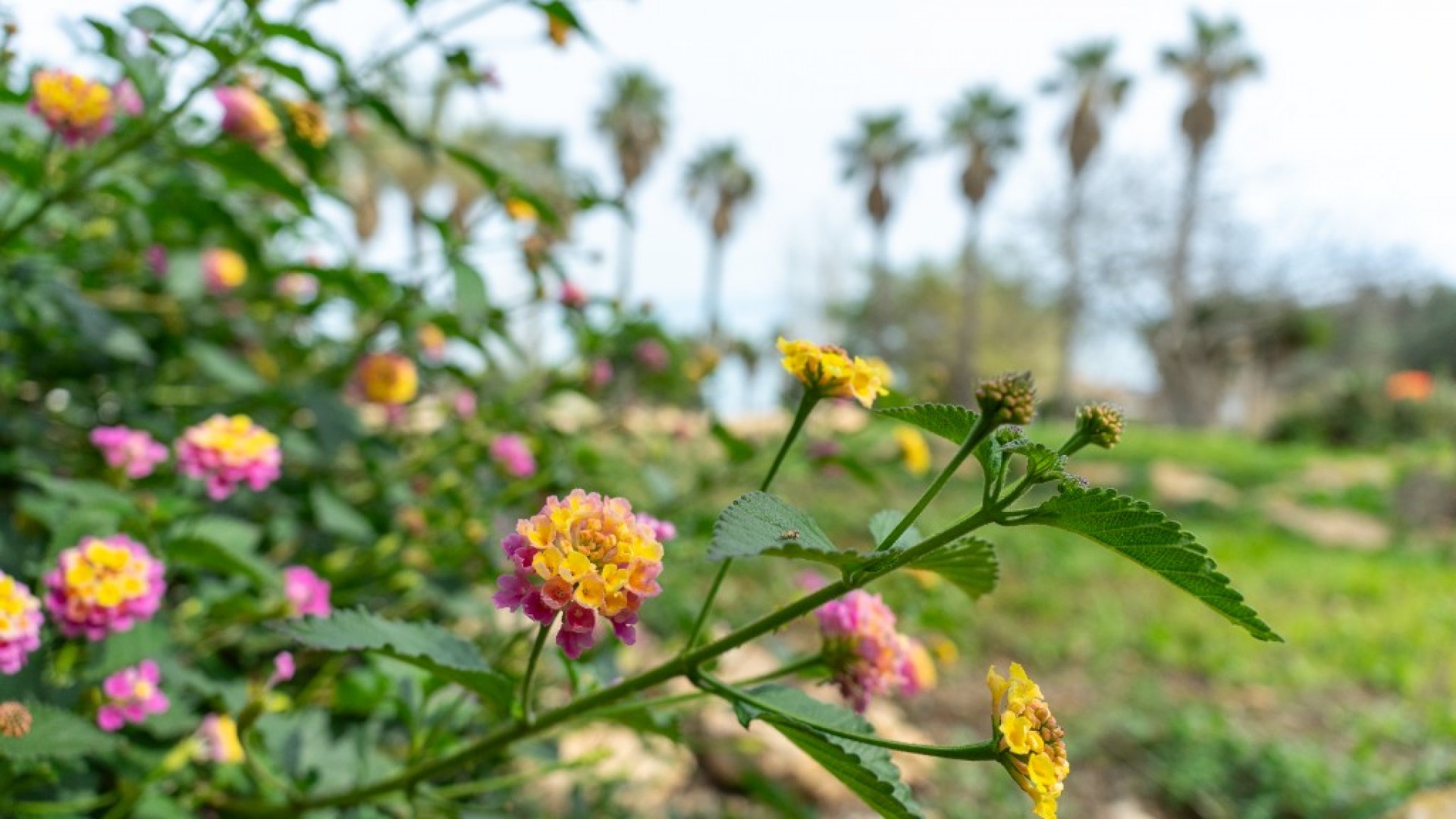 Venta - Chalet Independiente -
Torrevieja - Los altos