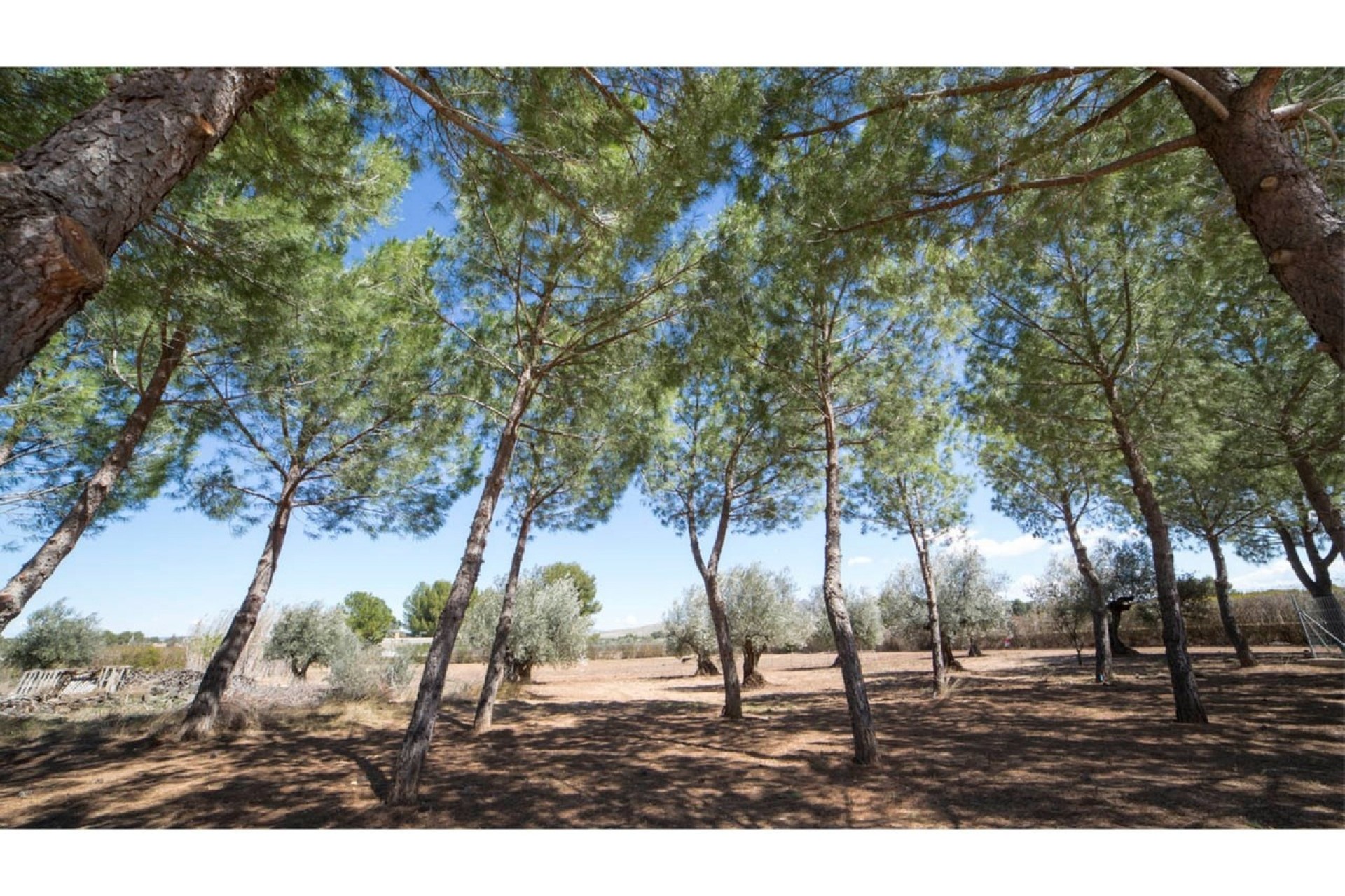 Venta - Chalet Independiente -
Yecla - Inland