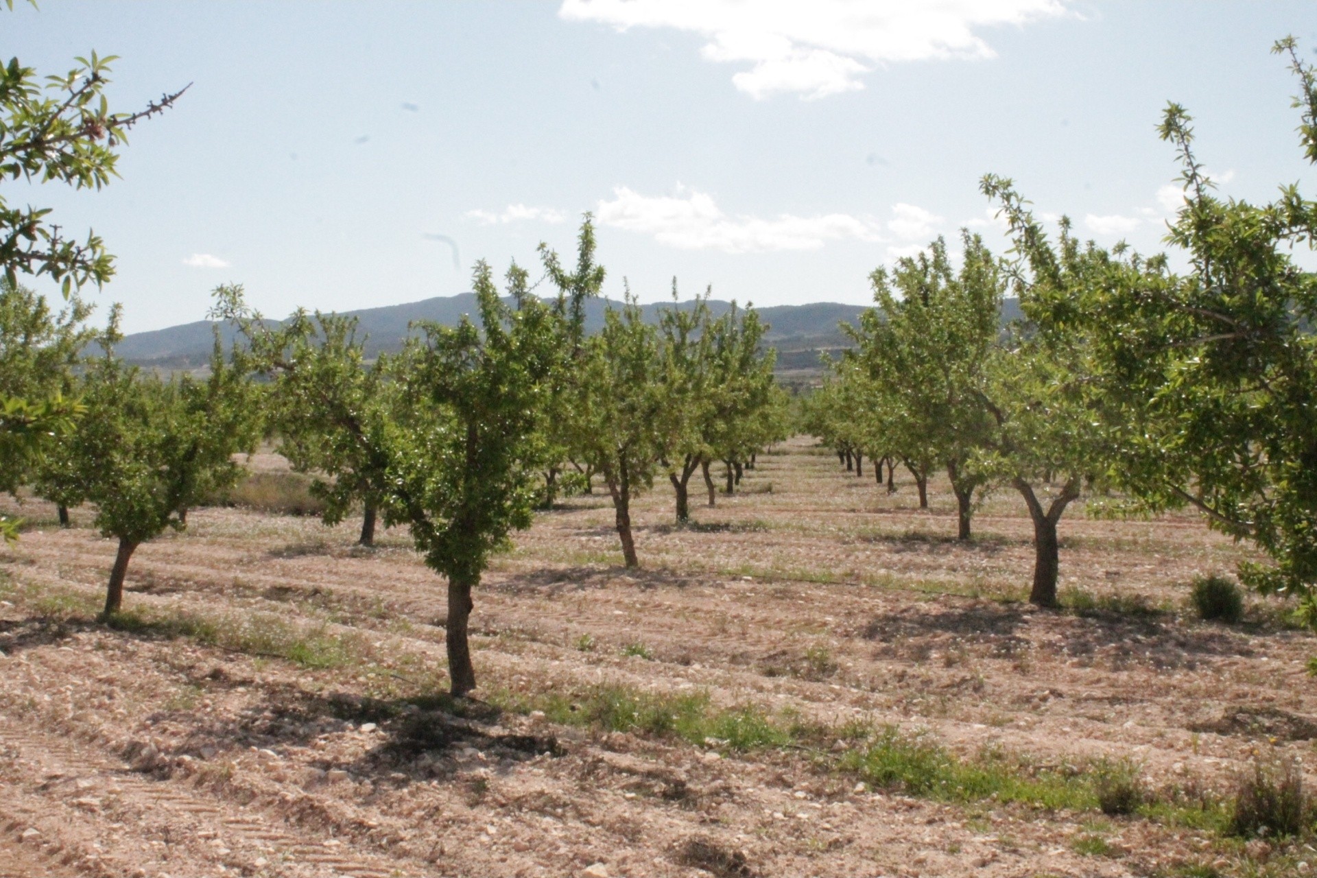 Venta - Finca / Casa de campo -
Cañada del Trigo - Canada del Trigo Murcia
