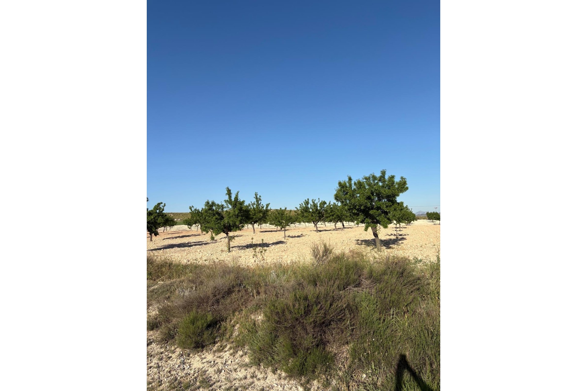 Venta - Finca / Casa de campo -
Cañada del Trigo - Canada del Trigo Murcia