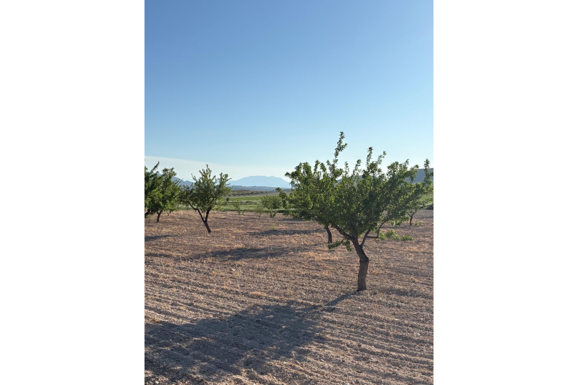 Venta - Finca / Casa de campo -
Cañada del Trigo - Canada del Trigo Murcia