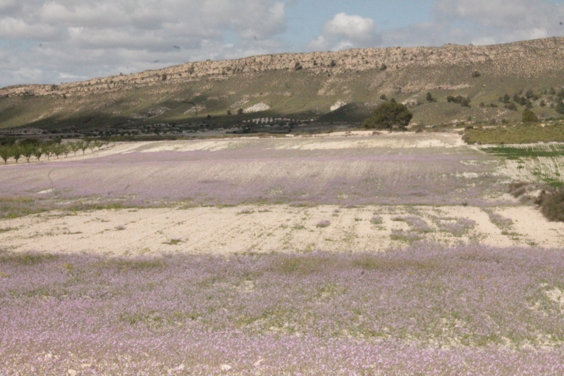 Venta - Finca / Casa de campo -
Cañada del Trigo