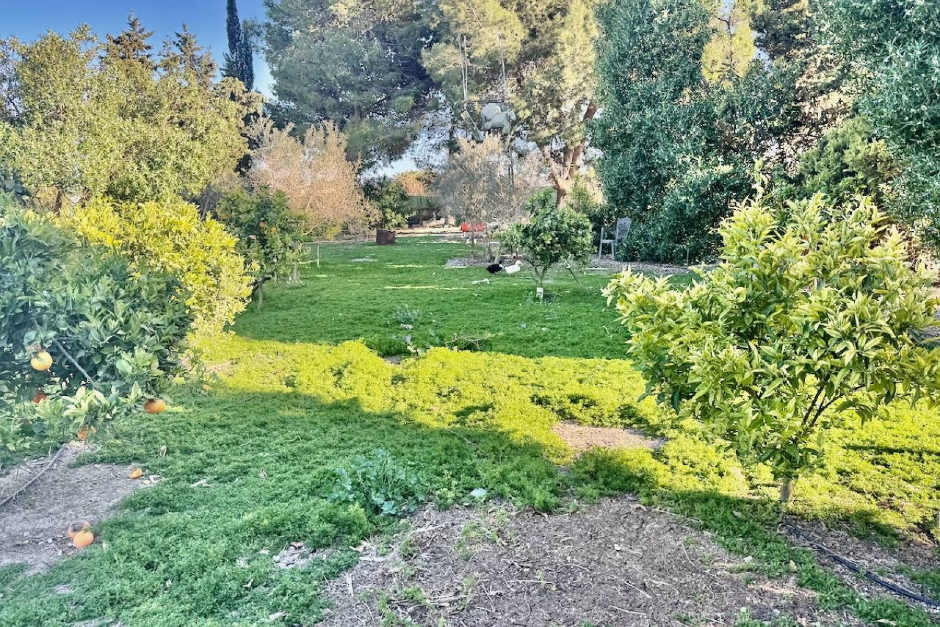Venta - Finca / Casa de campo -
Guardamar del Segura