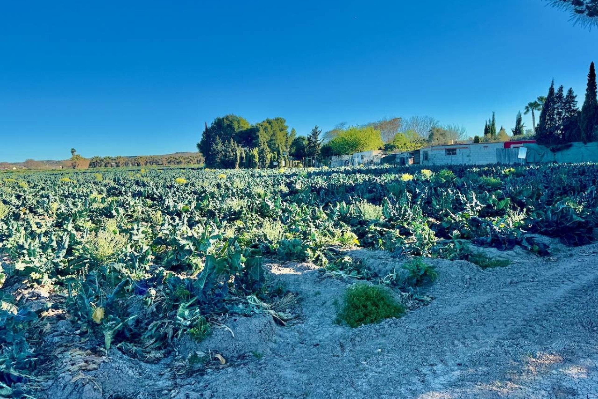 Venta - Finca / Casa de campo -
Guardamar del Segura