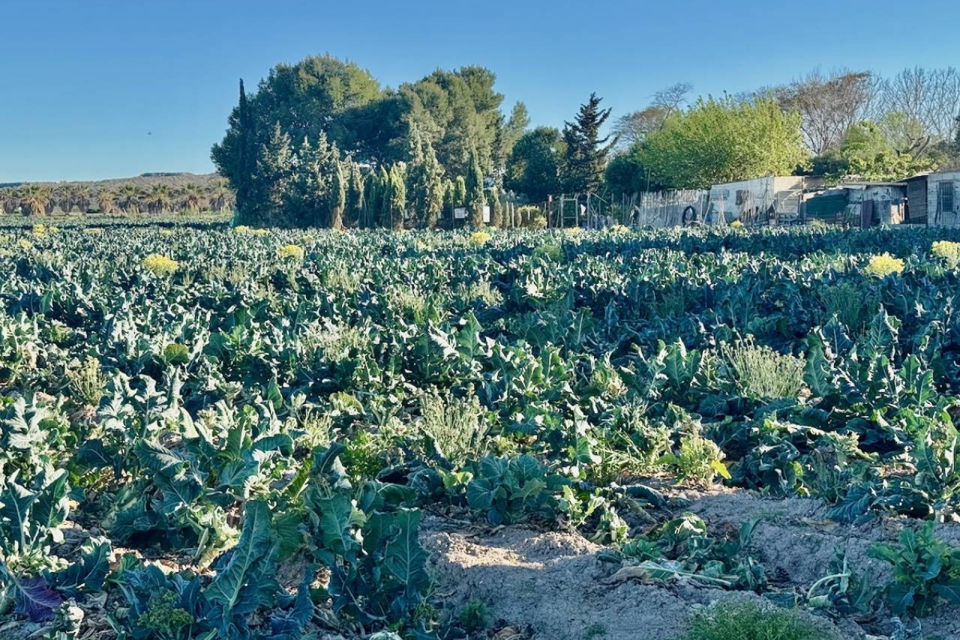 Venta - Finca / Casa de campo -
Guardamar del Segura
