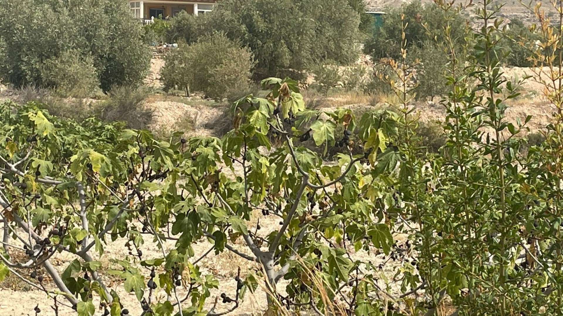 Venta - Finca Propiedad rural -
Abanilla