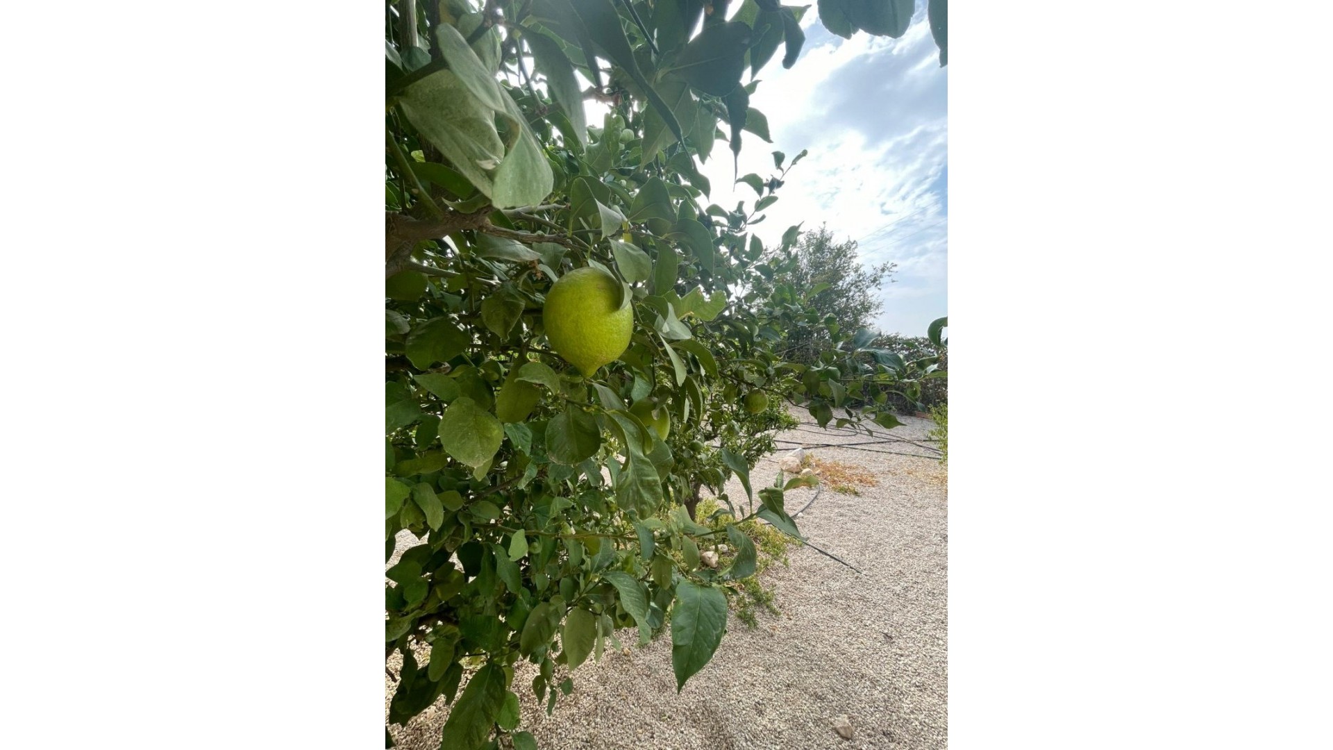 Venta - Finca Propiedad rural -
Abanilla