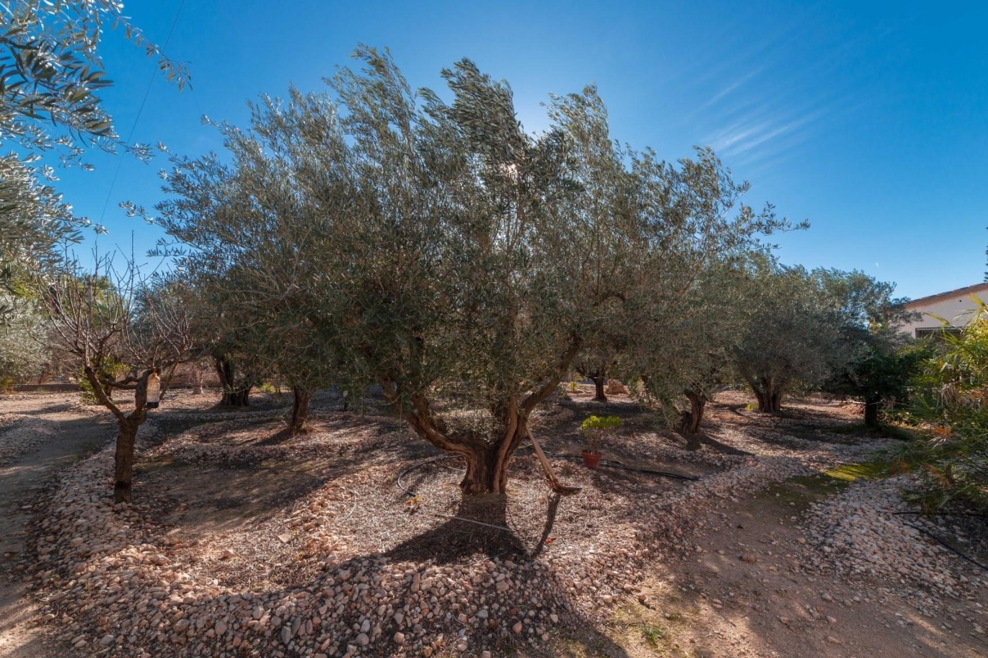 Venta - Finca Propiedad rural -
Albatera